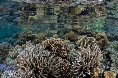 Güzel ve sağlıklı mercan kayalığı Raja Ampat, Endonezya uzak Adaları arasında büyür. Bu biodiverse bölge, onun muhteşem deniz yaşamı nedeniyle Mercan Üçgeni 