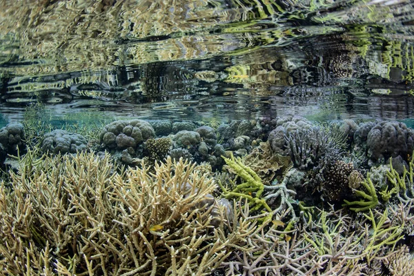 Güzel Sağlıklı Mercan Resif Sığ Raja Ampat Endonezya Uzak Adaları — Stok fotoğraf