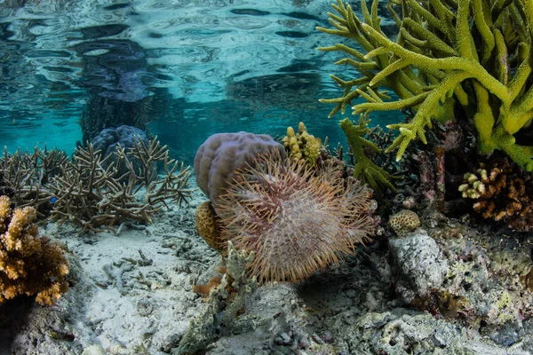 Koronát Tövisek Tengeri Csillag Táplálkozik Korallok Közepette Távoli Szigetek Raja — Stock Fotó
