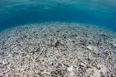 Moloz Raja Ampat, Endonezya Resifi'nde küçük bir kısmını dalacak hakimdir. Hatta sağlıklı bir resif üzerinde bazı alanlarda her zaman doğal bazı karışıklık kurtarma.