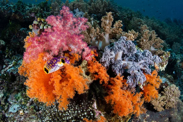 Barevné Měkké Korály Rostou Mezi Vzdálených Ostrovů Raja Ampat Indonésie — Stock fotografie