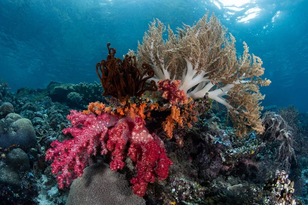 Barevné Měkké Korály Rostou Mezi Vzdálených Ostrovů Raja Ampat Indonésie — Stock fotografie