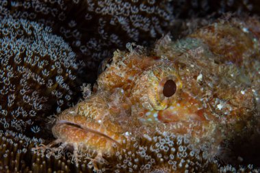 Raja Ampat, Endonezya içinde güzel bir resif üzerinde yumuşak mercan üzerinde genç scorpionfish bırakır. Bu alanda şaşırtıcı deniz biyoçeşitliliği için bilinir ve tüplü dalış için popüler bir yer.