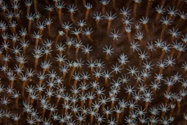 Detail Tiny Polyps Coral Colony Growing Coral Reef Raja Ampat — Stock Photo, Image