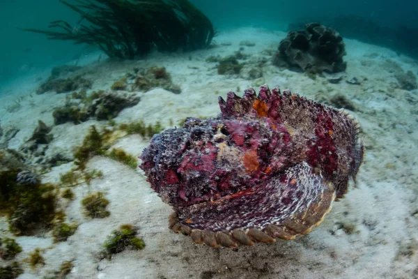 Zehirli Stonefish Synanceia Varricosa Kumlu Bir Zemine Raja Ampat Endonezya — Stok fotoğraf