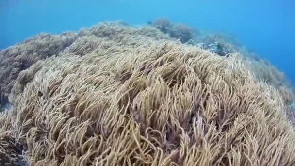 Die Strömung Weht Über Weichkorallen Die Zwischen Den Abgelegenen Inseln — Stockvideo