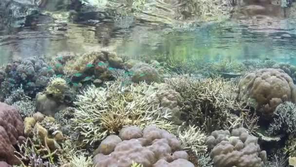 Güzel Bir Mercan Resif Sığ Raja Ampat Endonezya Uzak Adaları — Stok video