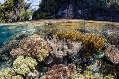Renkli ve sağlıklı mercan kayalığı Raja Ampat, Endonezya uzak Adaları arasında büyür. Bu biodiverse bölge, onun muhteşem deniz yaşamı nedeniyle Mercan Üçgeni 