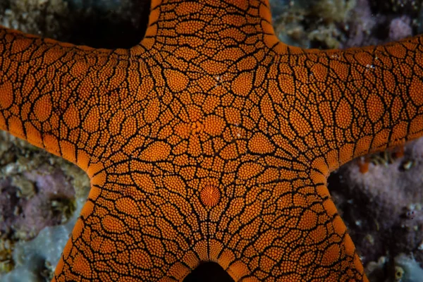 Detail of a small, colorful sea star, Fromia indica, on a coral reef in Raja Ampat, Indonesia.