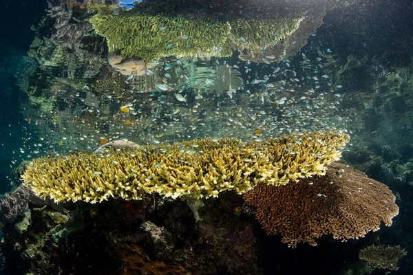 산호와 물고기 Ampat 인도네시아의 속에서 Biodiverse 지역의 그것의 놀라운 삼각형의 — 스톡 사진