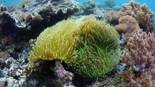 Rózsaszín Anemonefish Úszik Csápok Fogadó Anemone Közepette Egy Zátonyon Raja — Stock videók