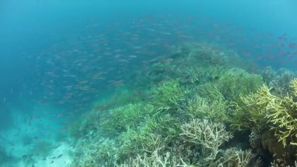 Schulfüsiliere Kreuzen Über Ein Korallenriff Inmitten Der Abgelegenen Inseln Raja — Stockvideo