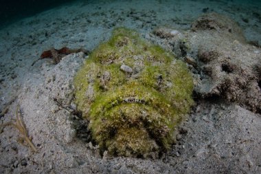 İyi kamufle stonefish, Synanceia varricosa, Raja Ampat, Endonezya zemine oturur. Bu alanda şaşırtıcı deniz biyoçeşitliliği için bilinir ve tüplü dalış için popüler bir yer.