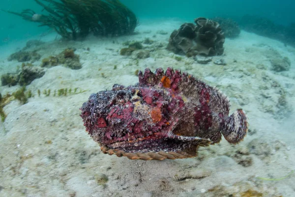 Zehirli Stonefish Synanceia Varricosa Kumlu Bir Zemine Raja Ampat Endonezya — Stok fotoğraf