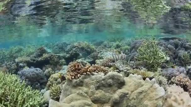 Hermoso Arrecife Coral Prospera Las Aguas Poco Profundas Medio Las — Vídeos de Stock