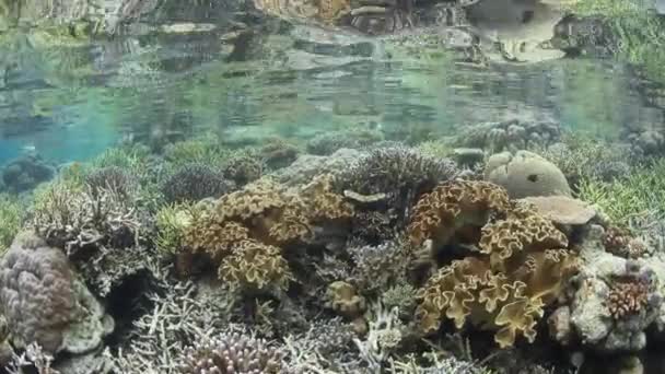 在印度尼西亚偏远的拉贾 安帕特群岛中 一个美丽的珊瑚礁在浅滩上繁盛 这个生物多样性的地区因其惊人的海洋生物而被称为 珊瑚三角之心 — 图库视频影像