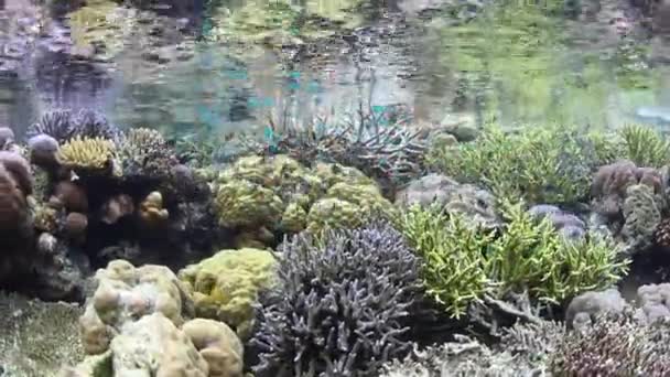 健康的珊瑚和鱼类在印度尼西亚拉贾安帕特岛的偏远岛屿中茁壮成长 这个生物多样性的地区因其惊人的海洋生物而被称为 珊瑚三角之心 — 图库视频影像
