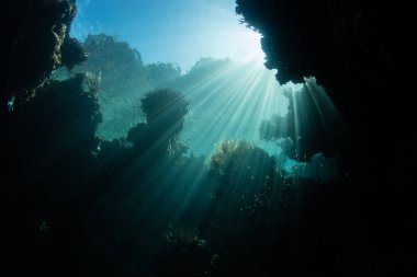 Raja Ampat, Endonezya bir karanlık, sualtı mağara içine güneş ışığı iner.