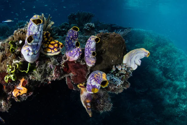 Tuniciers Colorés Prospèrent Sur Bord Récif Corallien Raja Ampat Indonésie — Photo