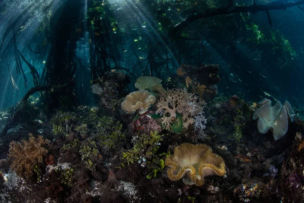 Zonlicht Schijnt Schaduw Van Een Mangrovebos Blauw Water Raja Ampat — Stockfoto