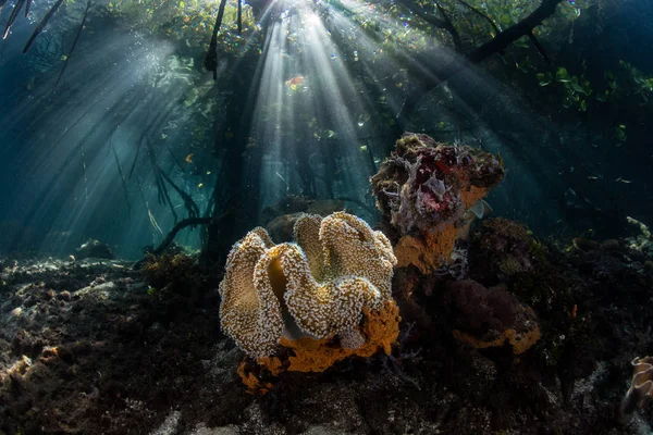 Lumière Soleil Brille Dans Ombre Une Forêt Mangroves Eau Bleue — Photo