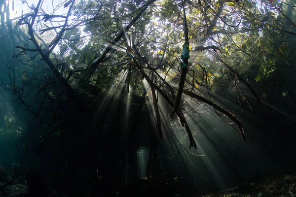 Luz Del Sol Brilla Las Sombras Bosque Manglares Agua Azul — Foto de Stock