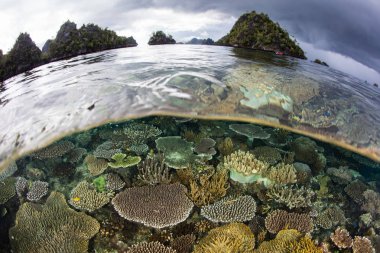 Güzel ve sağlıklı mercan kayalığı Raja Ampat, Endonezya uzak Adaları arasında büyür. Bu biodiverse bölge, onun muhteşem deniz yaşamı nedeniyle Mercan Üçgeni 