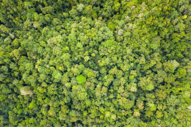 Raja Ampat, Endonezya, uzak kireçtaşı Adaları kalın yağmur ormanları ile kaplıdır. Bu biodiverse bölge, onun muhteşem deniz yaşamı nedeniyle Mercan Üçgeni 