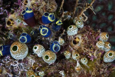 Raja Ampat, Endonezya bir sağlıklı mercan resif üzerinde renkli tunicates büyümek. Bu filtre besleyiciler kayalıkları tropikal Hint-Pasifik bölgesi boyunca yaygındır.