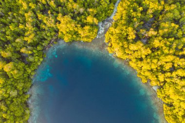 Dar kanal rüzgarlar Raja Ampat, Endonezya Yangeffo bir mavi su mangrov orman yoluyla. Bu biodiverse bölge, onun muhteşem deniz yaşamı nedeniyle Mercan Üçgeni 