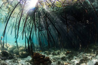 Raja Ampat, Endonezya bir mavi su mangrov orman gölgeler içine güneş ışığı parlıyor. Mangrov habitat birçok resif balık ve omurgasız için hayati kreşler sağlar.