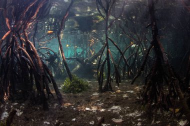 Raja Ampat, Endonezya bir mavi su mangrov orman gölgeler içinde yer için pervane kökleri inerler. Mangrov habitat birçok resif balık ve omurgasız için hayati kreşler sağlar.