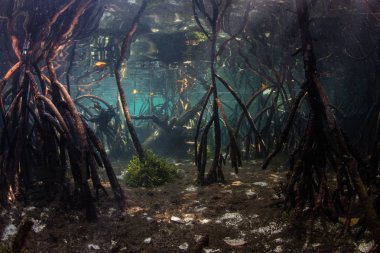 Prop roots descend to the seafloor in the shadows of a blue water mangrove forest in Raja Ampat, Indonesia. Mangrove habitat provides vital nurseries for many reef fish and invertebrates. clipart