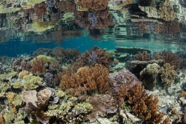 Güzel ve sağlıklı mercan kayalığı Raja Ampat, Endonezya uzak Adaları arasında büyür. Bu biodiverse bölge, onun muhteşem deniz yaşamı nedeniyle Mercan Üçgeni 