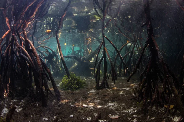 Prop Wurzeln Hinabsteigen Meeresboden Den Schatten Von Einem Blauen Wasser — Stockfoto