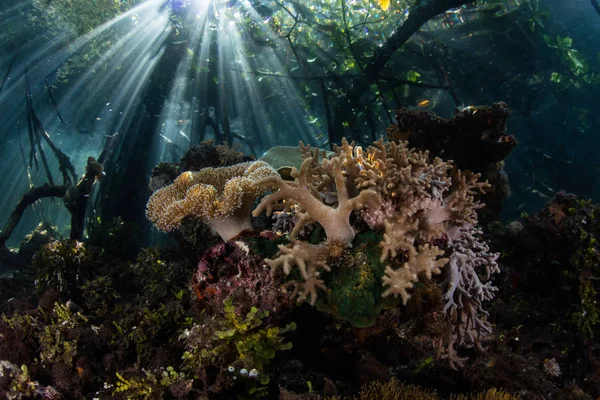 Luz Del Sol Brilla Las Sombras Bosque Manglares Agua Azul — Foto de Stock