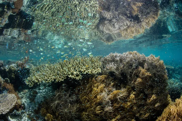 Arrecife Coral Saludable Prospera Entre Las Islas Remotas Raja Ampat —  Fotos de Stock
