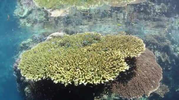 Νεανική Damselfish Αιωρείται Γύρω Από Ένα Τεράστιο Τραπέζι Κοράλλι Που — Αρχείο Βίντεο