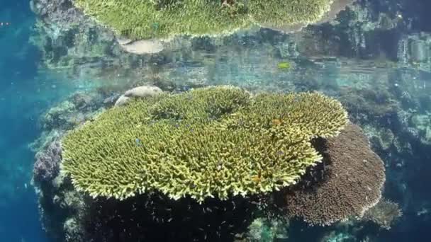 Неповнолітніх Damselfish Коливається Близько Величезним Таблиці Коралів Росте Краю Дрібної — стокове відео