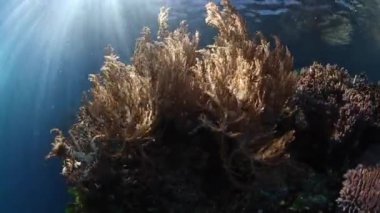 Parlak güneş ışığı demeti Raja Ampat, Endonezya bir sağlıklı coral reef kenarında büyüyen kıvrımlı yumuşak mercanlar aydınlatmak. Bu tropikal bölge inanılmaz deniz biyoçeşitliliği için bilinen.