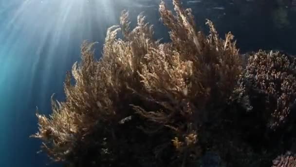 明亮的阳光束照亮了在印度尼西亚拉贾安帕特健康珊瑚礁边缘生长的弯曲的软珊瑚 这个热带地区以其令人难以置信的海洋生物多样性而闻名 — 图库视频影像