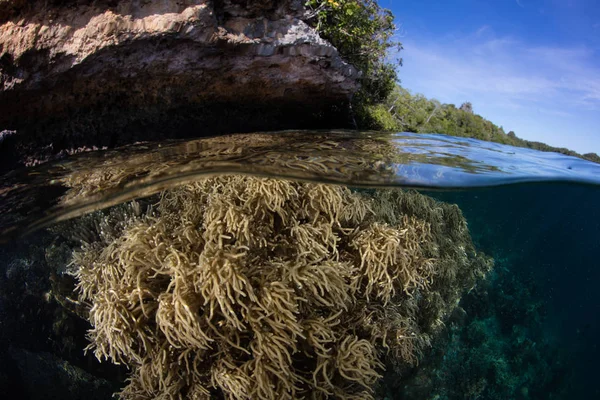 Corais Moles Crescem Nas Águas Rasas Entre Ilhas Remotas Raja — Fotografia de Stock