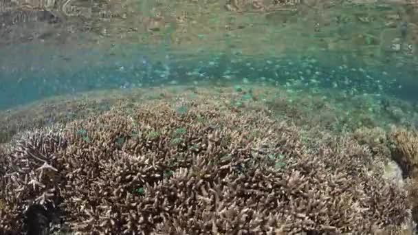 Damigella Blu Verde Chromis Viridis Aleggia Coralli Poco Profondi Raja — Video Stock