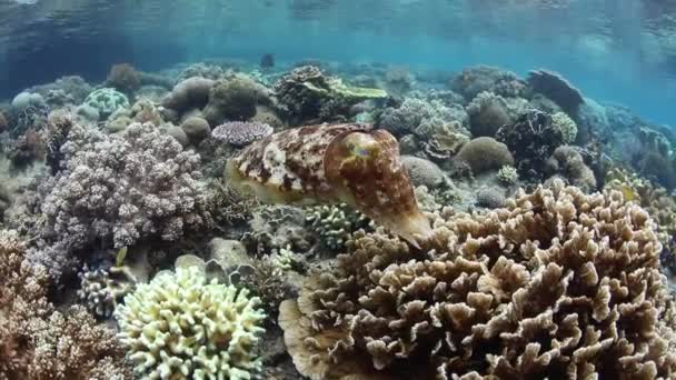 Broadclub Cuttlefish Sepia Latimanus Znosi Jajka Płytkie Koralowce Raja Ampat — Wideo stockowe