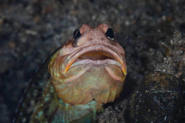 Variable Jawfish Opistoganthus Pokes Its Head Out Its Hole Black — Stock Photo, Image