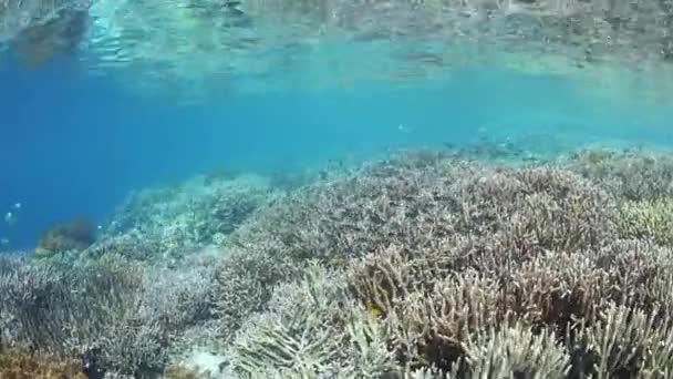 Piccoli Pesci Barriera Raja Ampat Indonesia Questa Remota Regione Tropicale — Video Stock