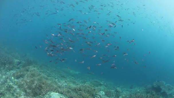 フュージリアは Raja Ampat インドネシアのサンゴ礁ドロップオフの上プランクトンをえさとします このリモートの熱帯地域は豊かな海洋生物多様性です — ストック動画