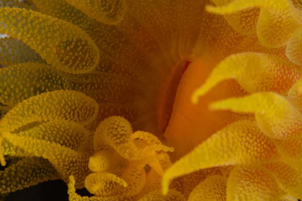 Pólipo Coral Tubastrea Cresce Recife Coral Estreito Lembeh Indonésia Este — Fotografia de Stock