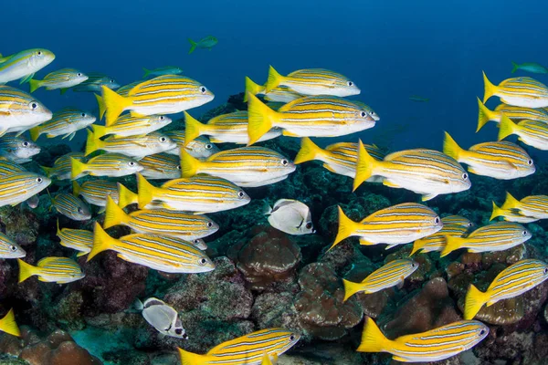 Una Escuela Pargo Rayas Azules Lutjanus Viridis Nada Sobre Lecho —  Fotos de Stock