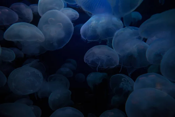 Denizanası Darbe Bir Akvaryum — Stok fotoğraf